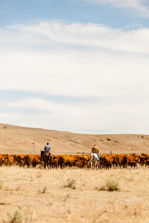 Ranchers Gathering Cattle on Horseback 97208