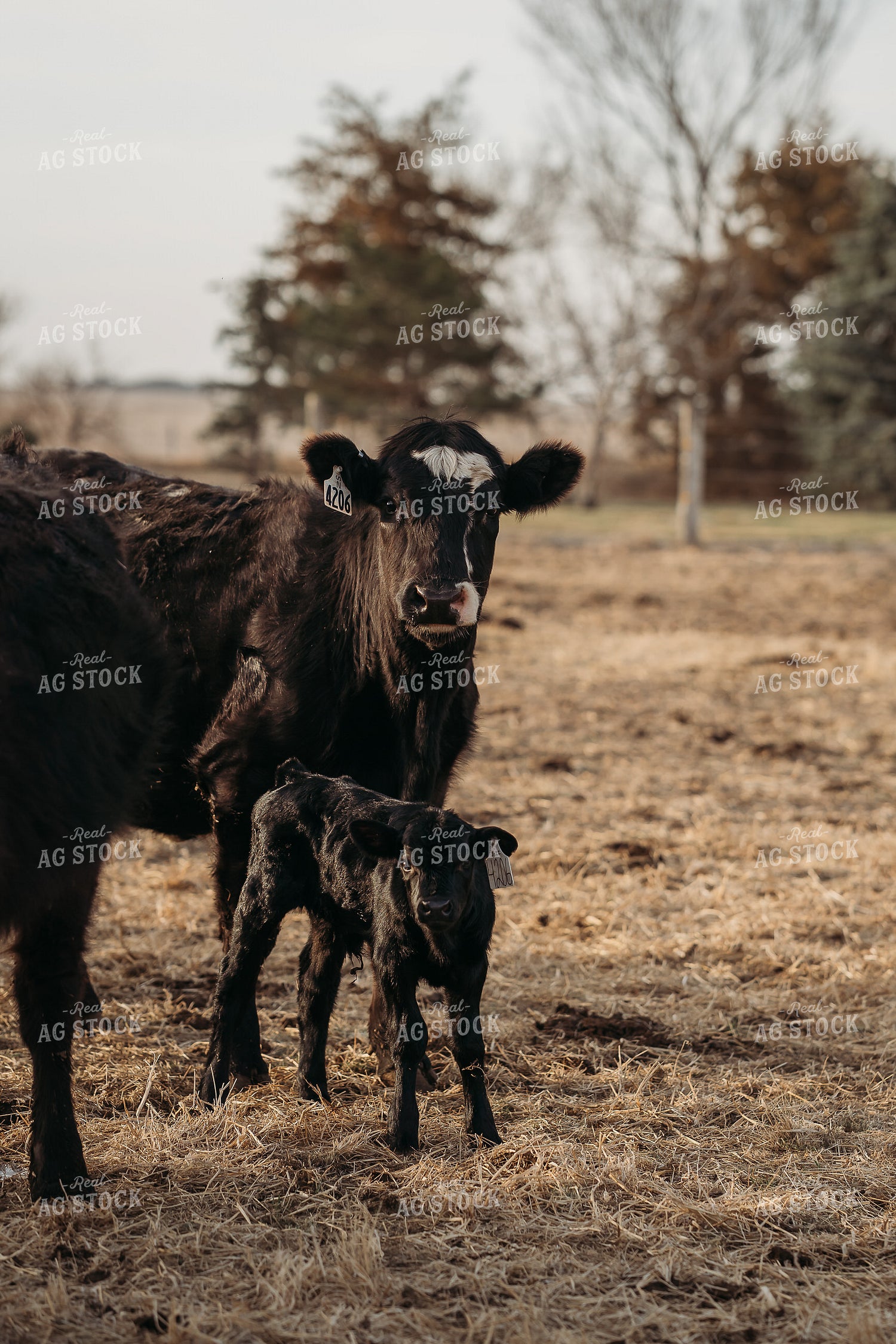 Cow Calf Pair on Pasture 196237