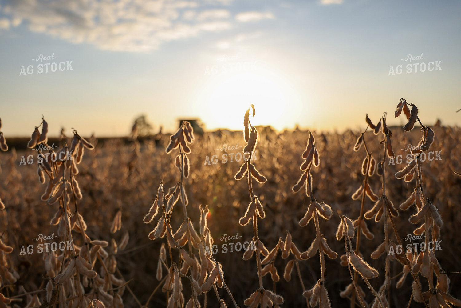Dried Soybean Pods in Field 160410