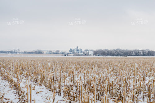 Harvested Corn Field in Winter 212065
