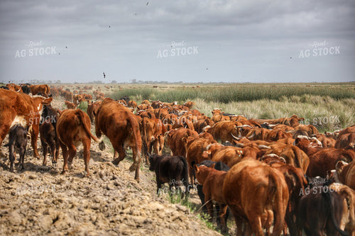 Cattle on the Move 210027