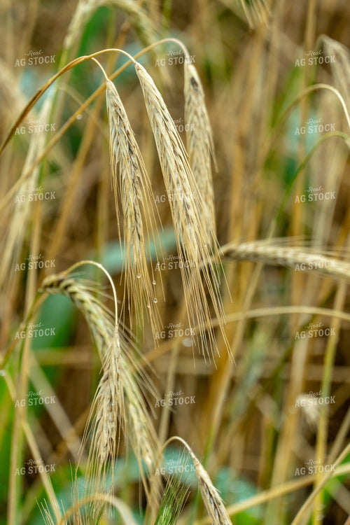 Wheat 65061