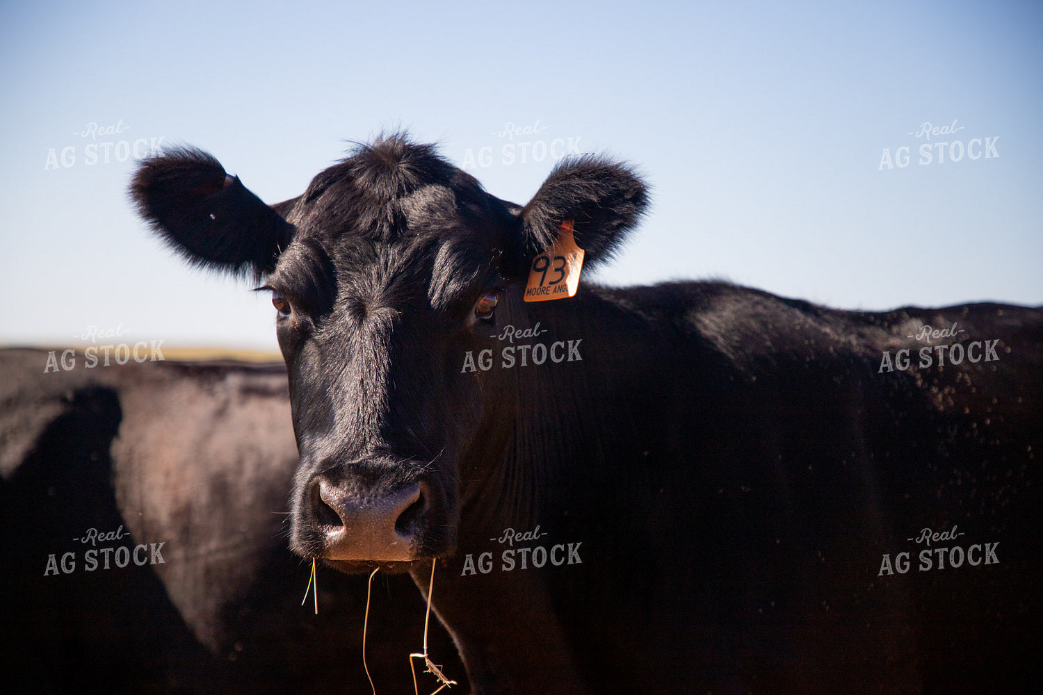 Angus Cow 208031