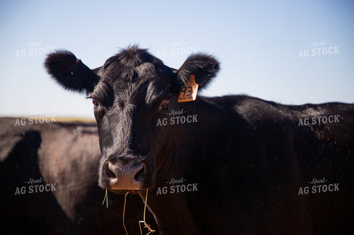Angus Cow 208031