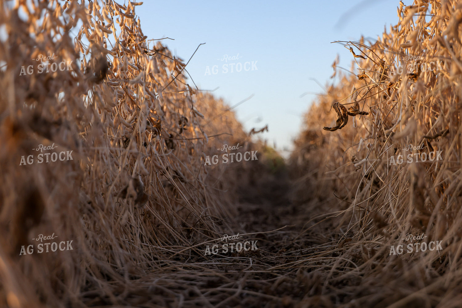 Dried Soybean Field 160407
