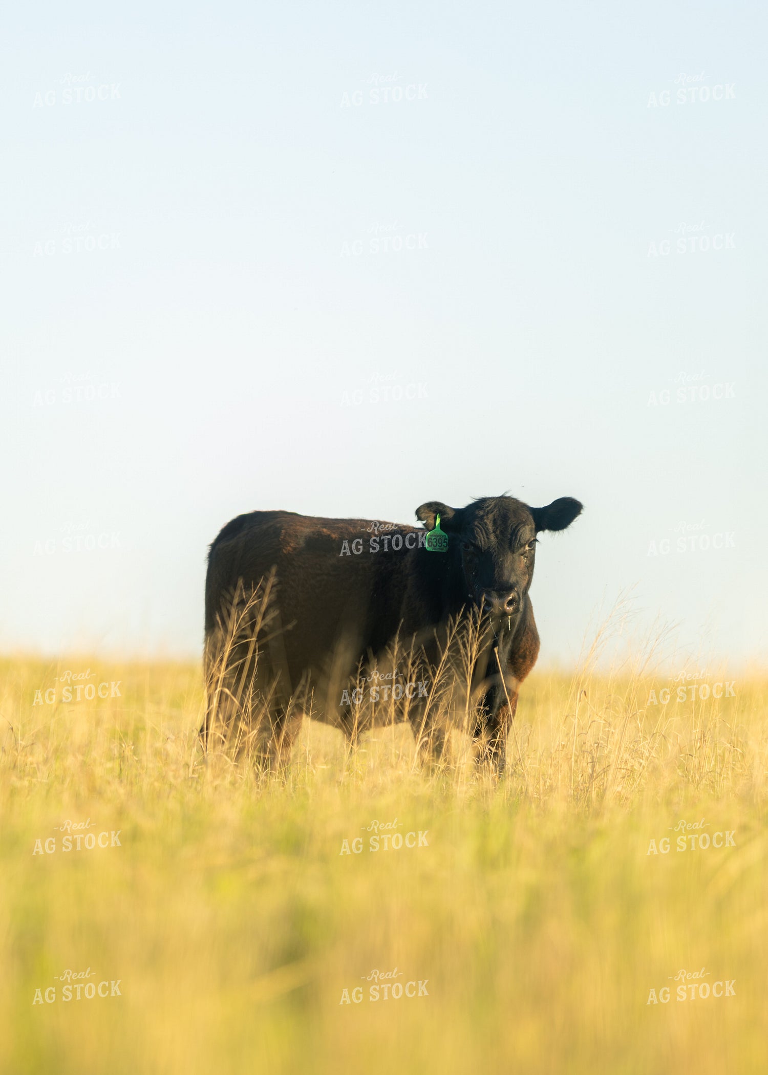 Cattle on Pasture 264035
