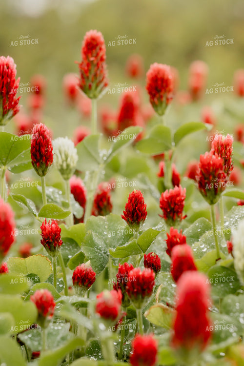 Cover Crop Crimson Clover 104116