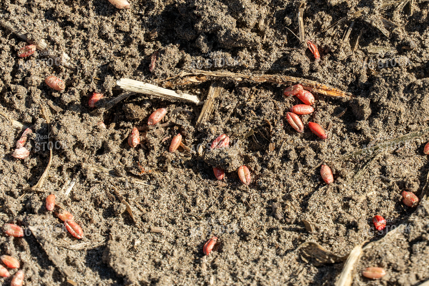 Winter Wheat Seeds 65680