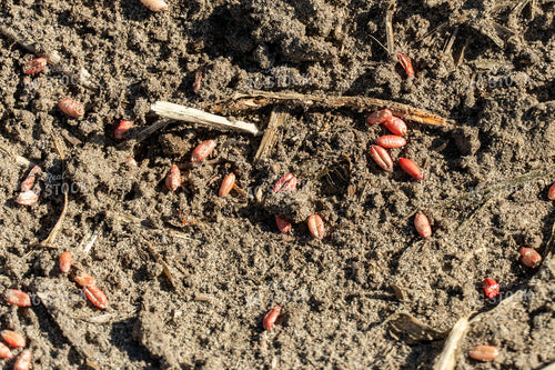 Winter Wheat Seeds 65680