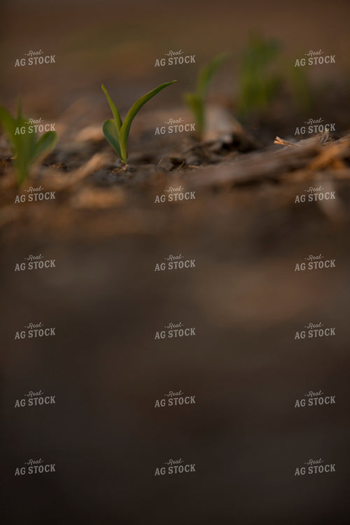 Corn - Early Growth 1117