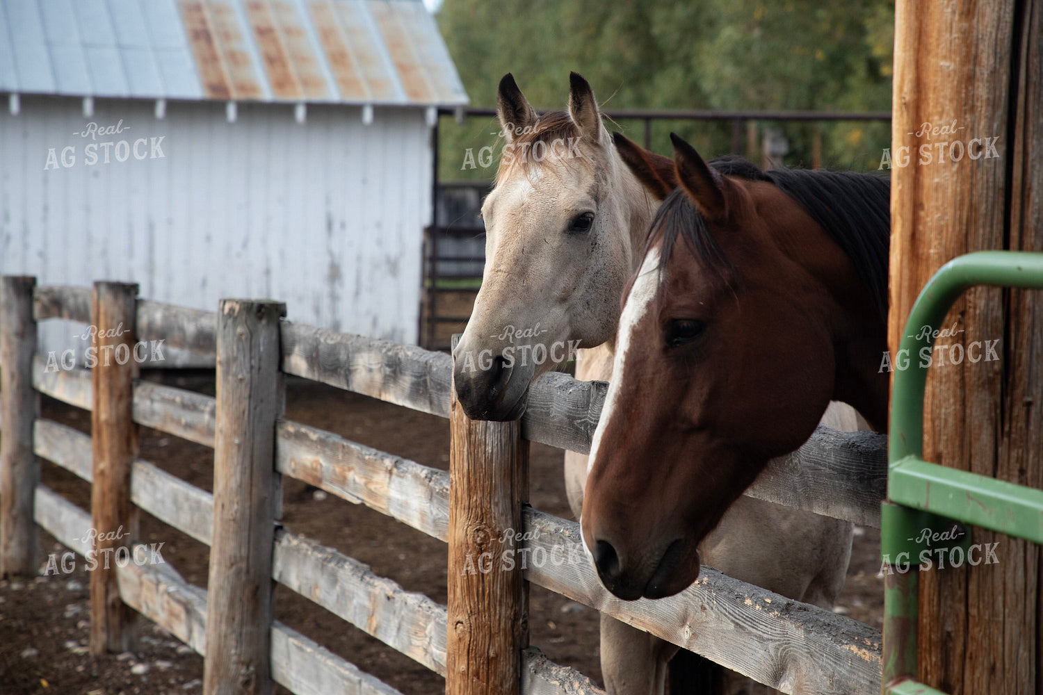 Horses 117144