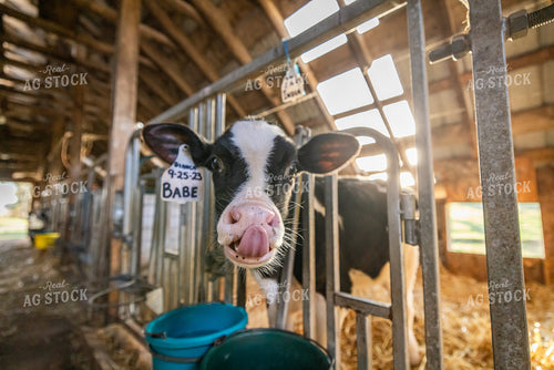 Holstein Calf 270044