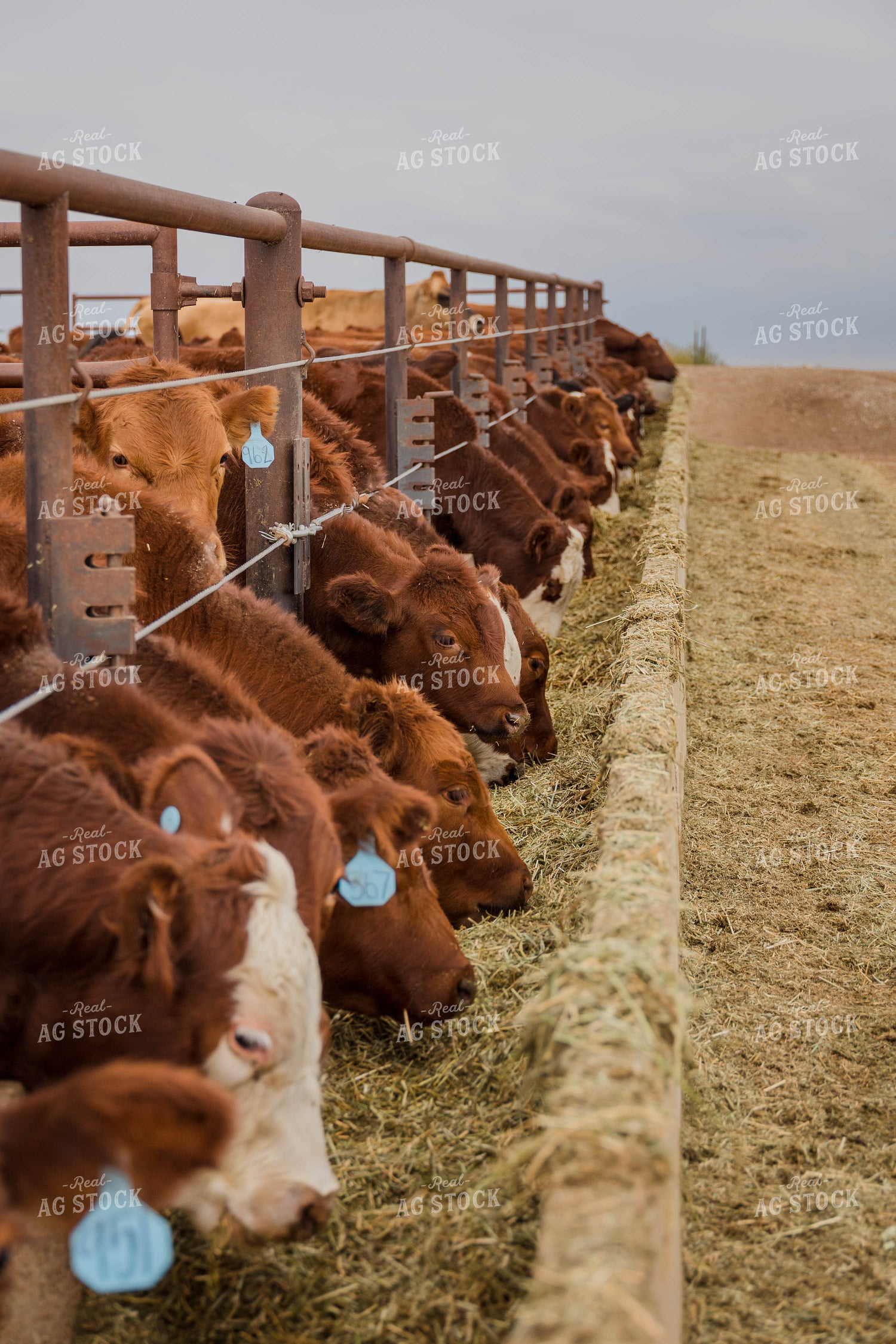 Cattle Eating Out of Trough 97069