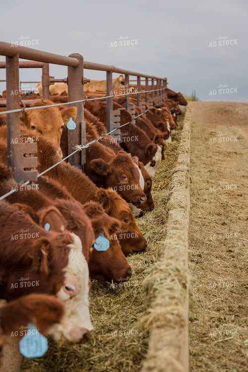 Cattle Eating Out of Trough 97069