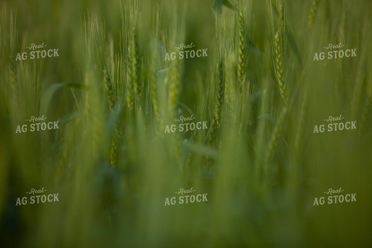 Wheat 2187