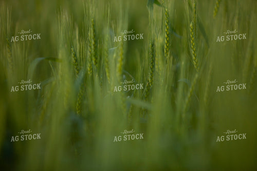 Wheat 2187