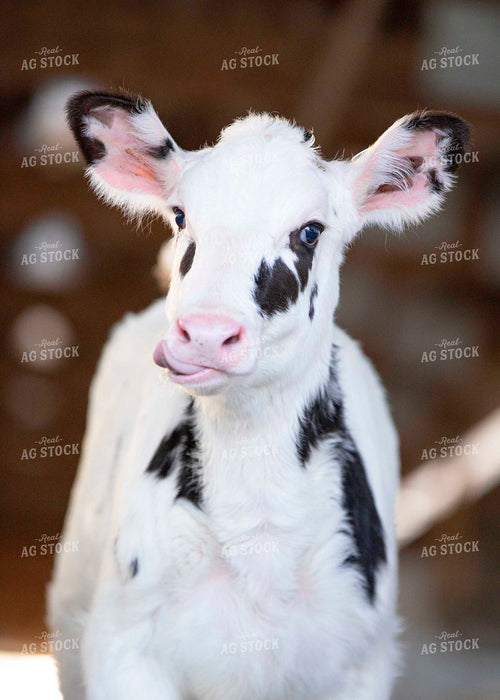 Holstein Calf 55012