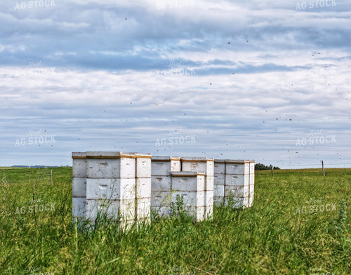 Bee Boxes 141296