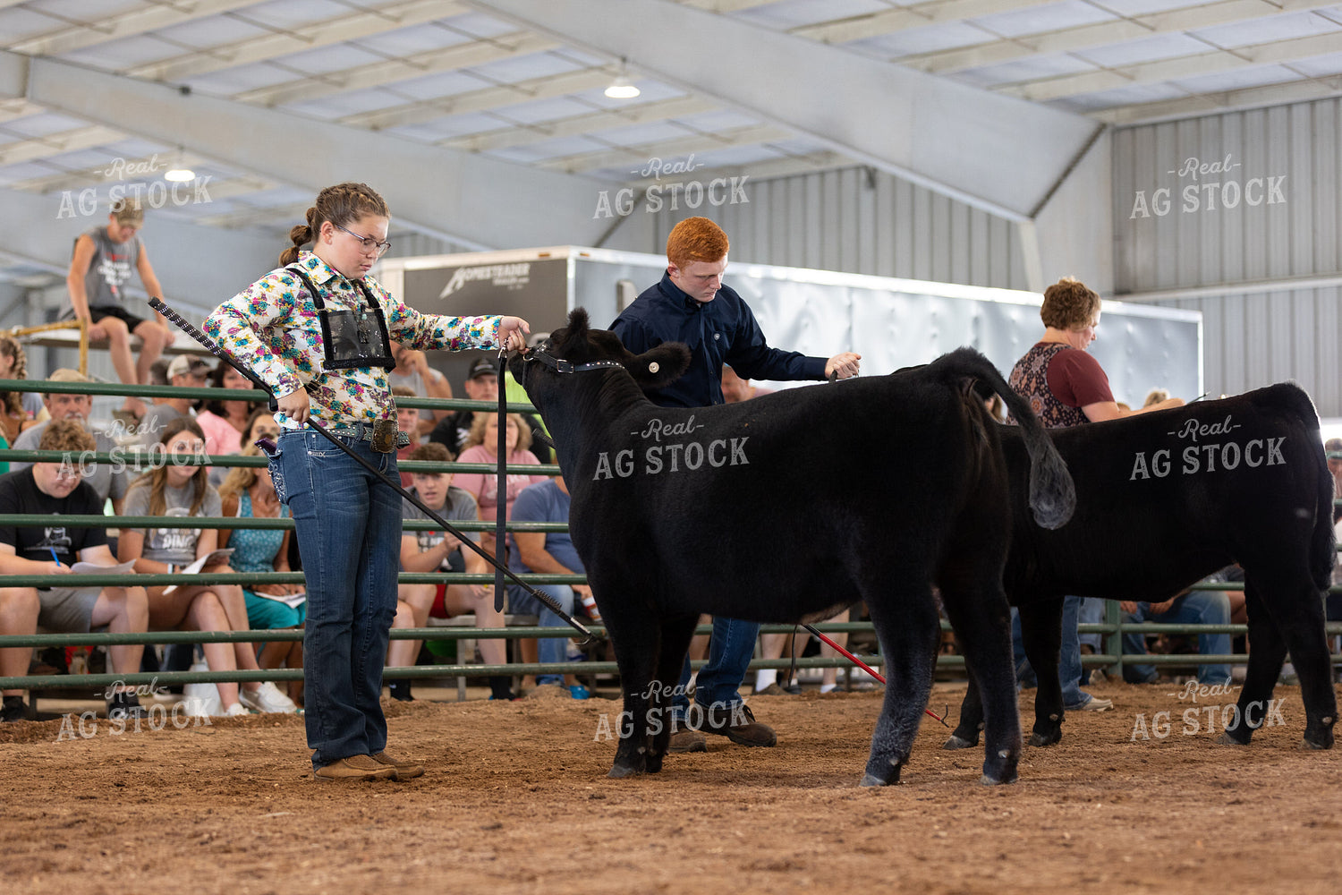 Showing Cattle 52521