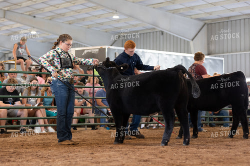 Showing Cattle 52521