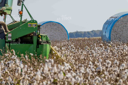 Harvesting Cotton 291002