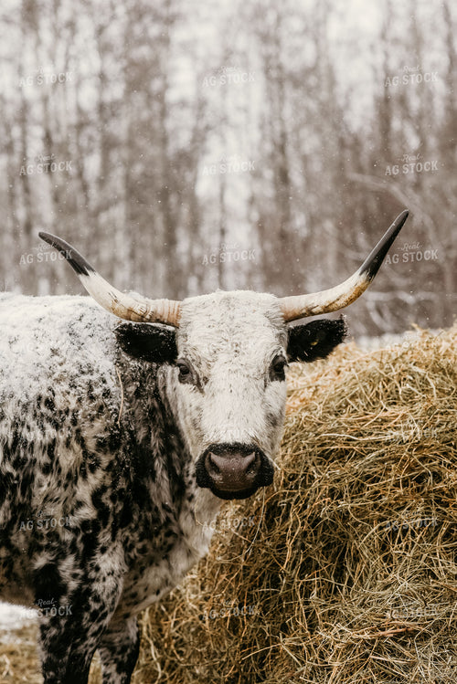 Angus Cow in Snow with Hay 64202