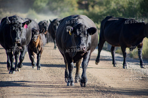 Cattle Drive 117380