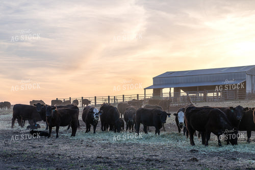 Cattle Grazing on a Ranch with a Barn at Sunset 65333
