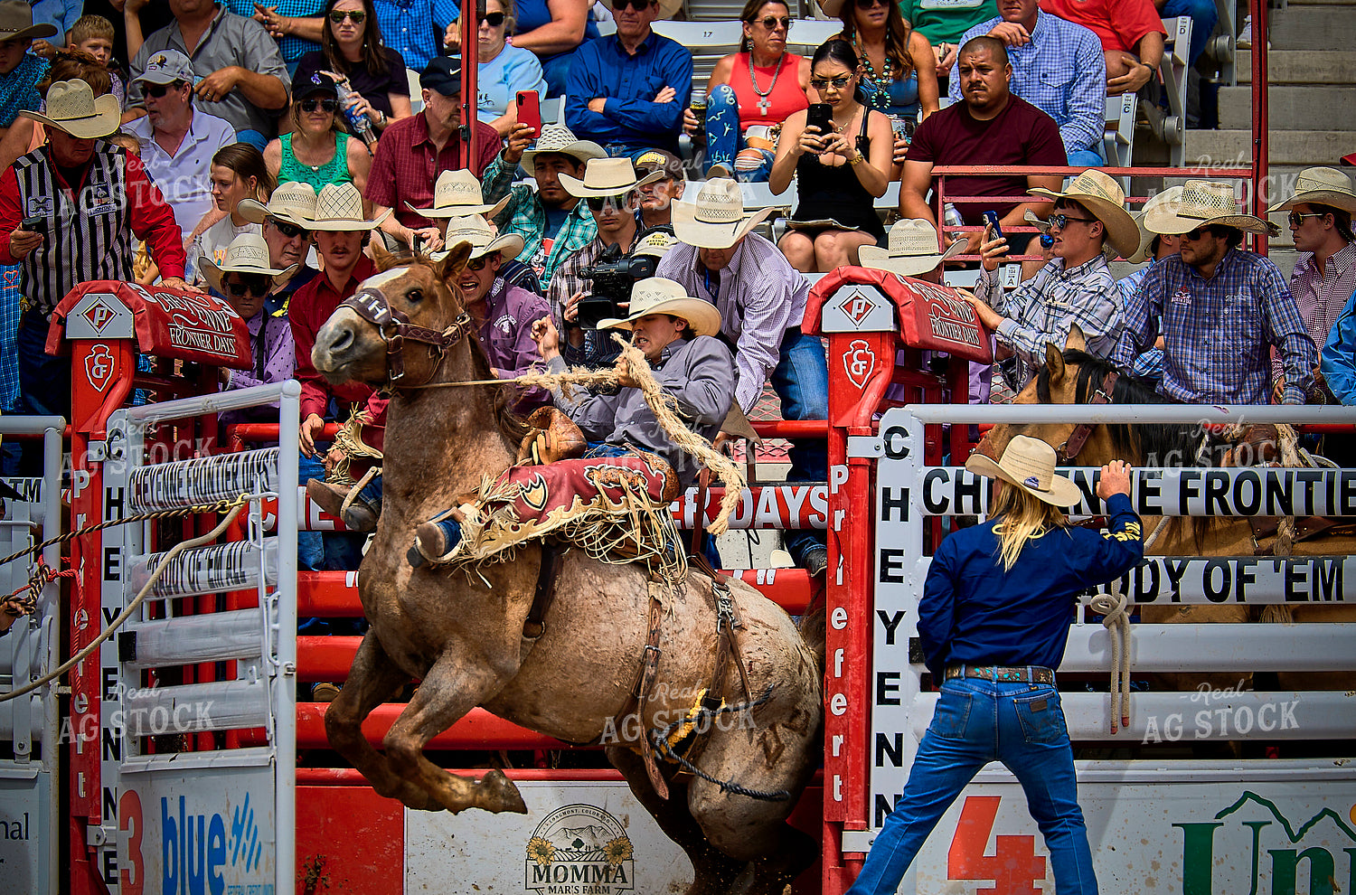 Saddle Bronc Riding 177014