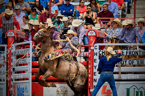Saddle Bronc Riding 177014