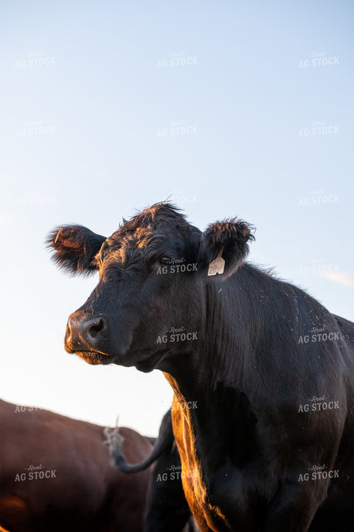 Angus Cattle 236013