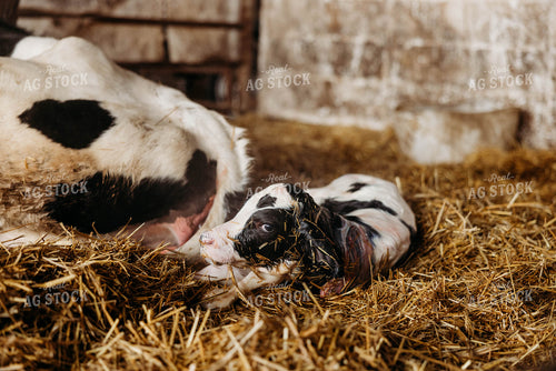 Newborn Holstein Calf 152100