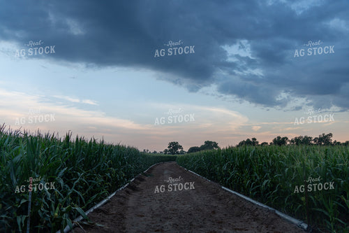 Furrow Irrigated Corn Field 65424