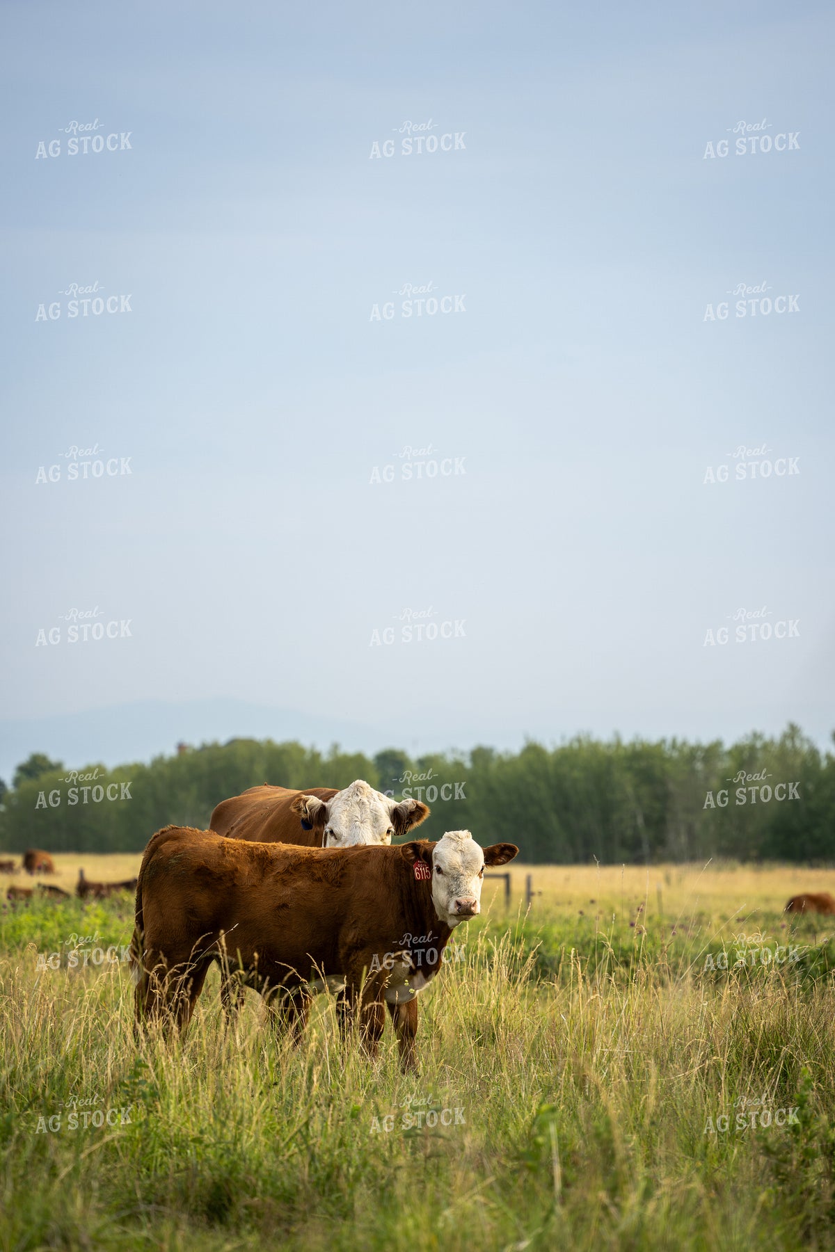 Hereford Cattle on Pasture 65953