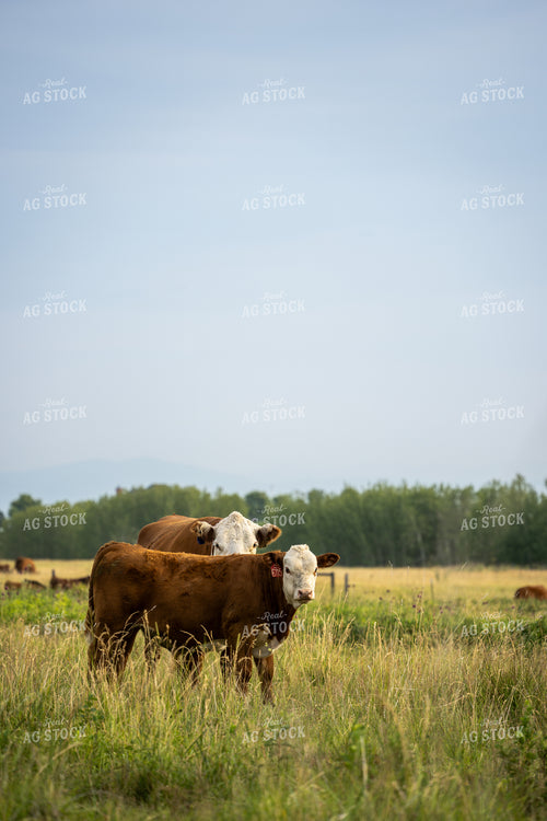 Hereford Cattle on Pasture 65953