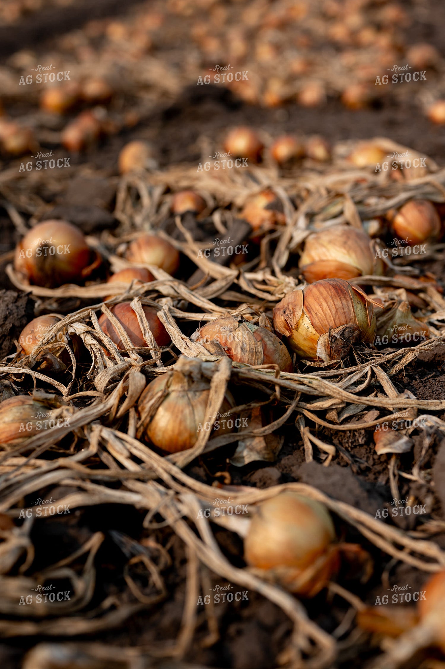 Onion Field 185168