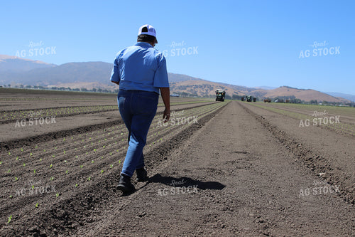 Planting Artichokes 102129