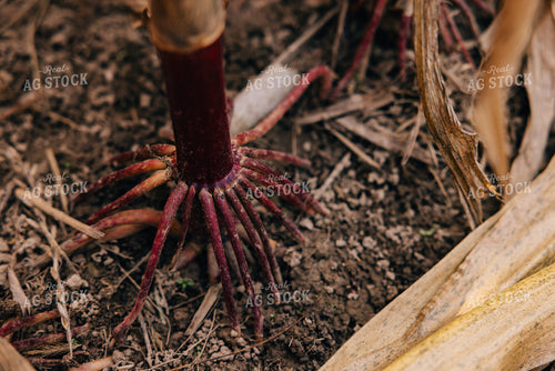 Dried Corn Roots 178086