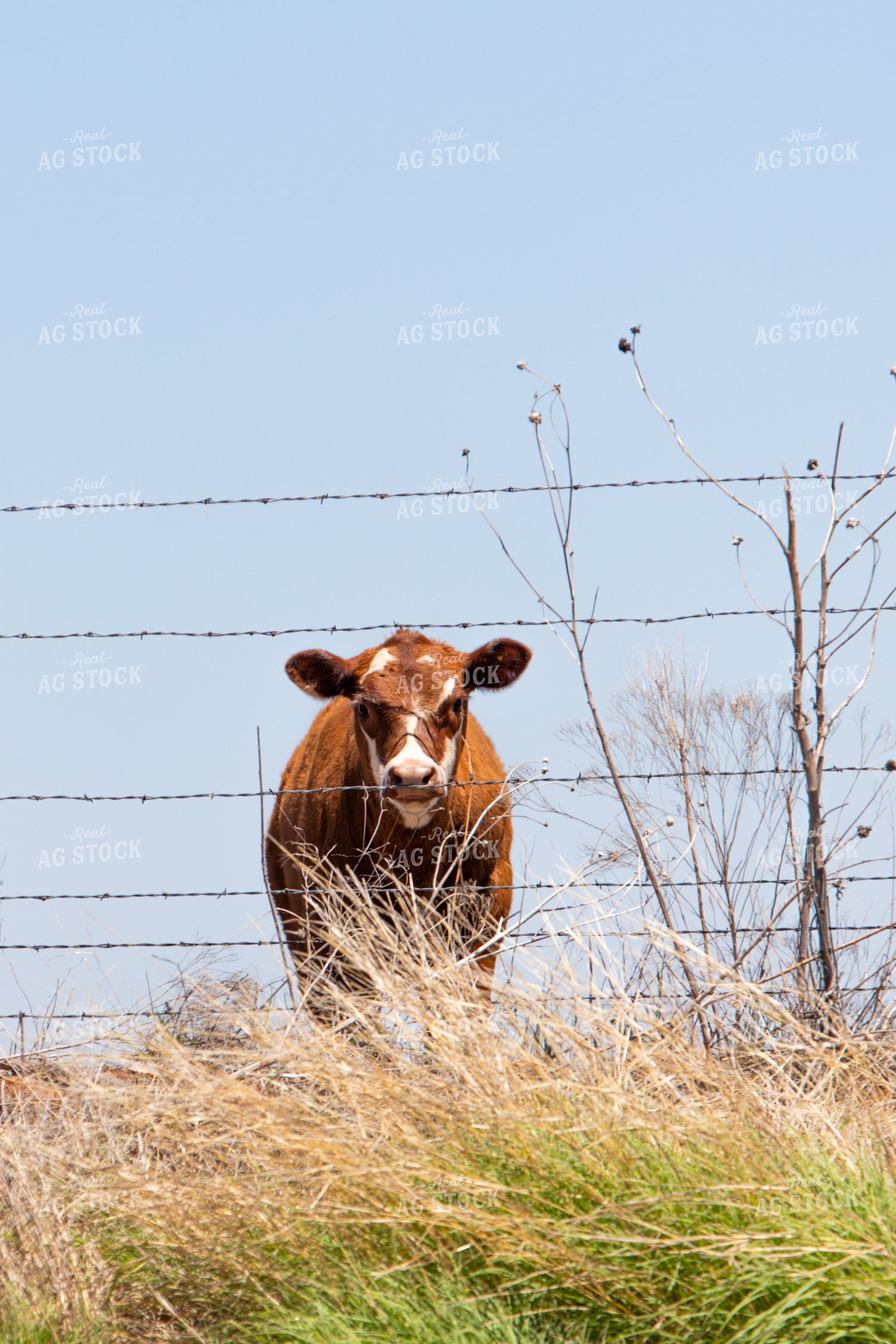 Calf on Pasture 208088