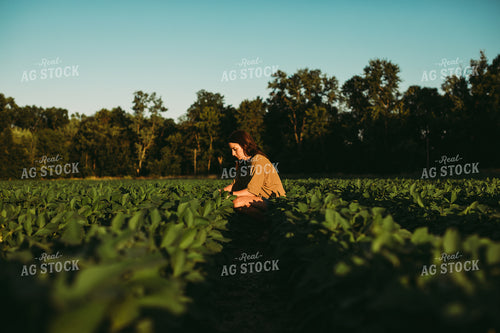 Farmer Scouting Soybean Field 6080