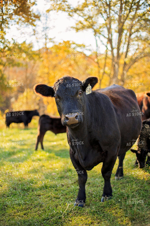 Cow in Pasture 93066