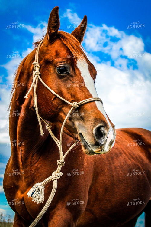 Horse and Sky 58008