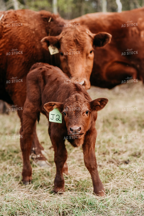 Cows in Pasture 64055