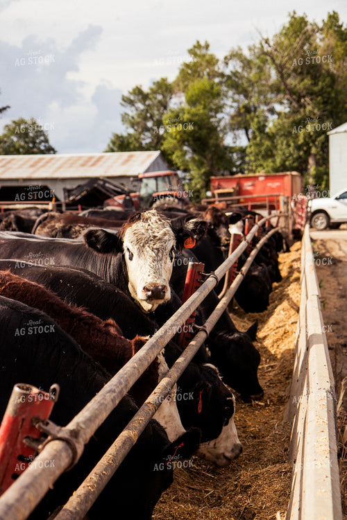 Cattle Eating Feed Ration 67442