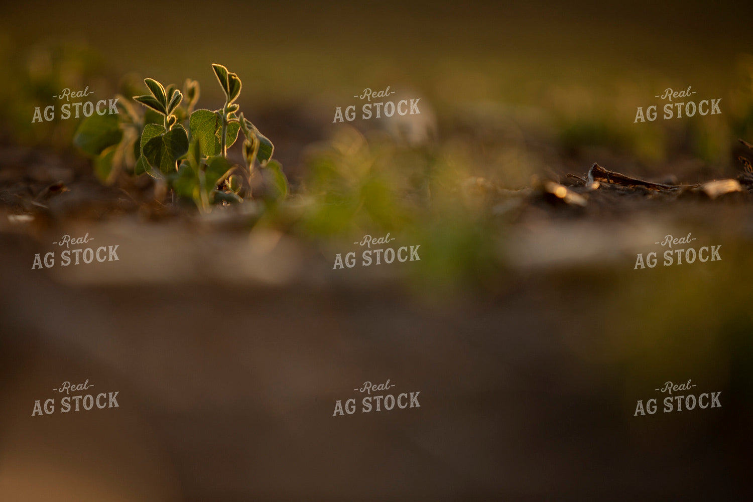 Soybeans - Mid-Season 1466
