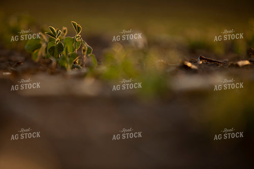 Soybeans - Mid-Season 1466