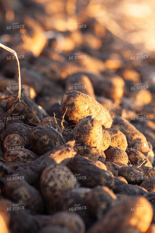 Potatoes 132182