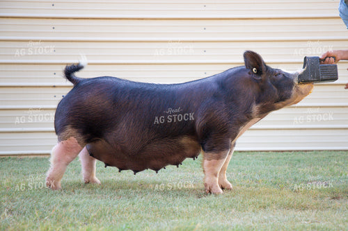 Showing Pigs 208061