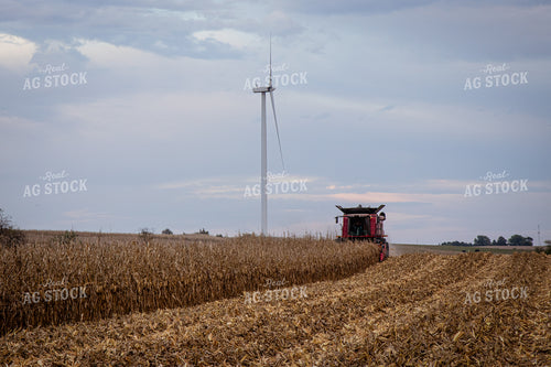 Corn Harvest 268222