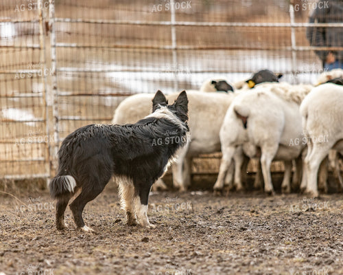 Herding Dog Working Sheep 188092